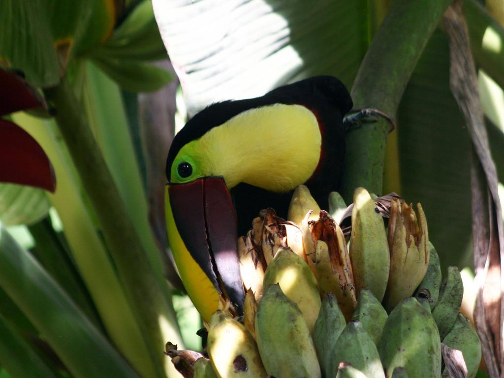 El Colibri Lodge Manzanillo  Exteriér fotografie