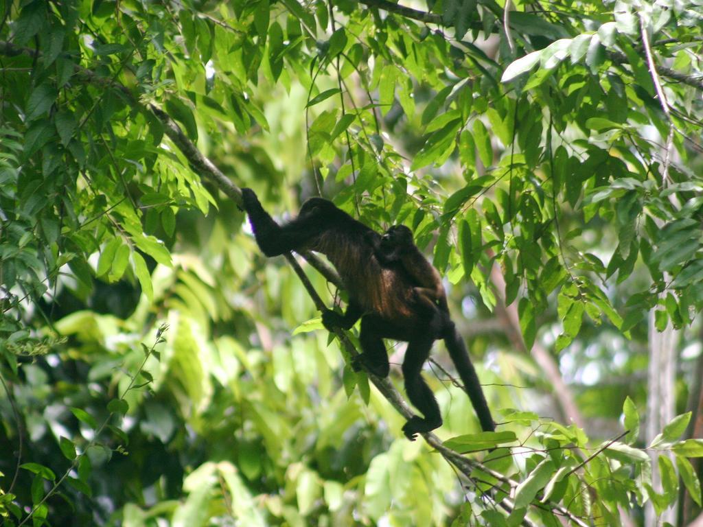 El Colibri Lodge Manzanillo  Exteriér fotografie