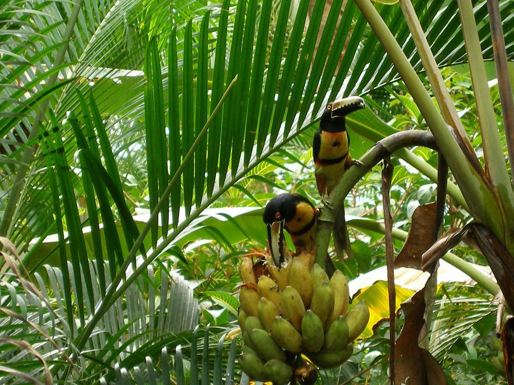 El Colibri Lodge Manzanillo  Exteriér fotografie