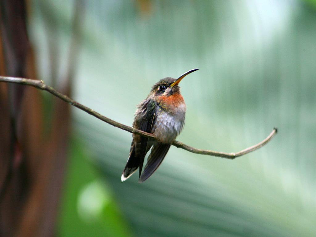 El Colibri Lodge Manzanillo  Exteriér fotografie