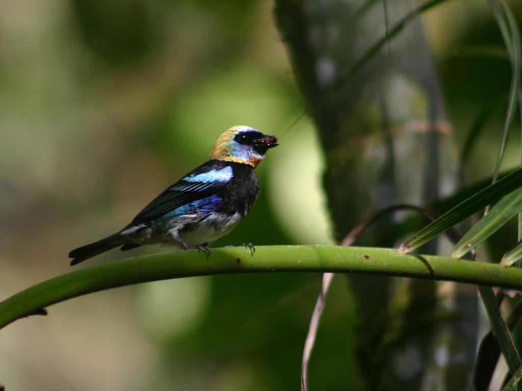 El Colibri Lodge Manzanillo  Exteriér fotografie